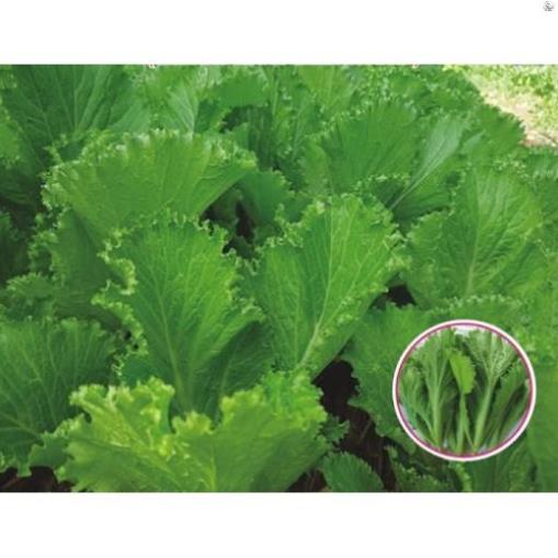 Hạt Cải Bẹ xanh Mào gà - Gói 20 gram