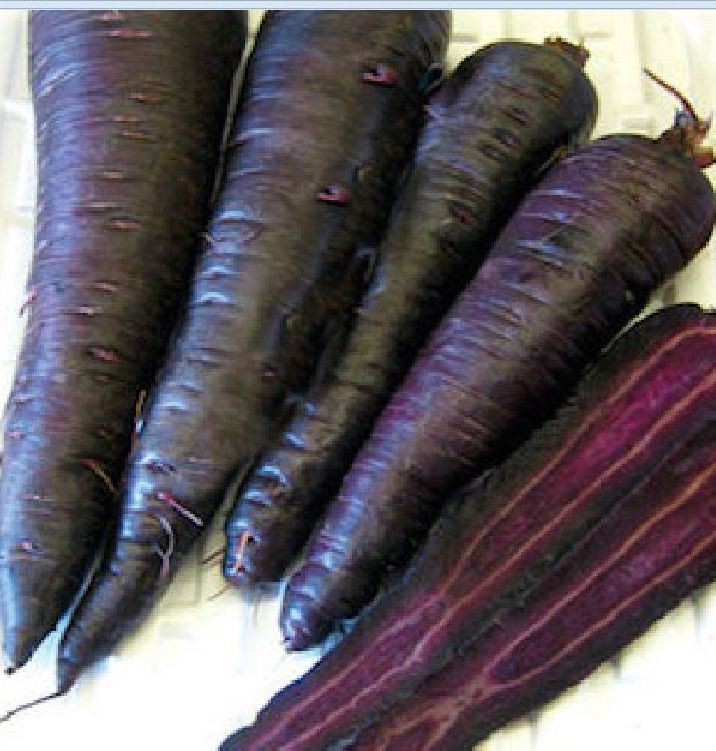 " Gói 100 "Hạt giống Cà rốt tím lai F1 [Seeds]