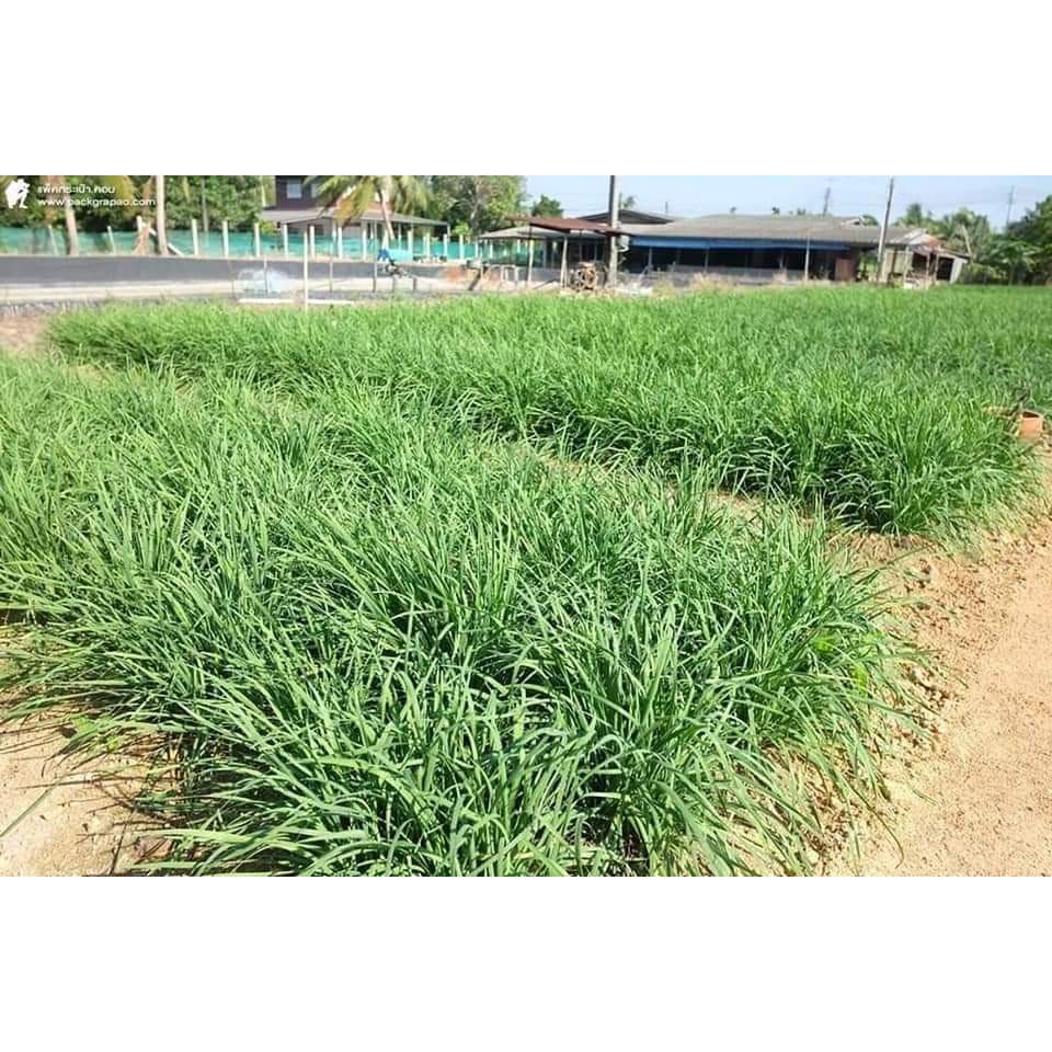 Phân bón Đạm U rê, Phân Lân, Phân Kali 500gram