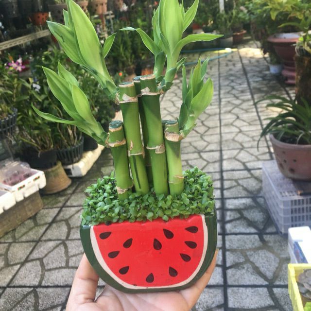 Cây Trúc Phú Quý ( Chậu Sứ)
