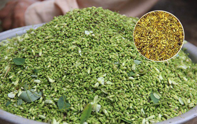 Nụ hoa hòe khô gói 500g thơm ngon