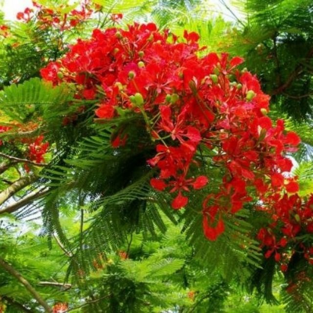 Cây phượng vĩ ,cây đẹp. Cao 70cm.