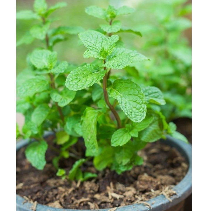 bạc hà âu ( húng lũi) bịch 0.1gr