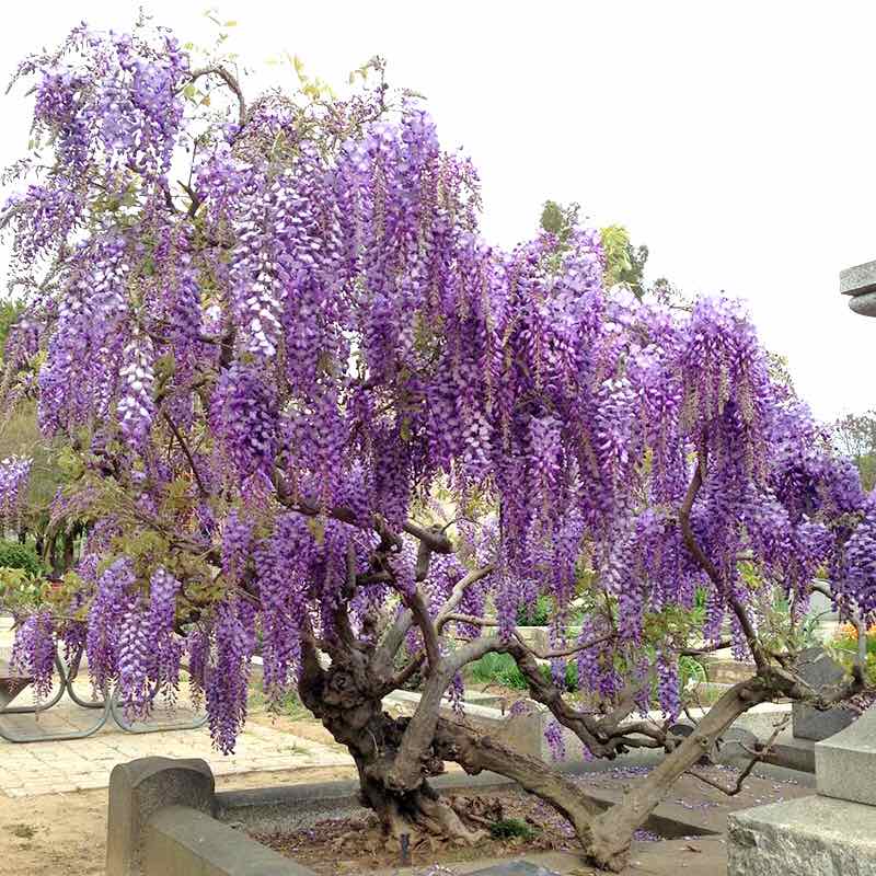 Hoa leo tử đằng cây có bầu đất hàng cây giống