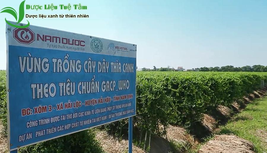 Dây thìa canh - CAO CẤP gói 500g