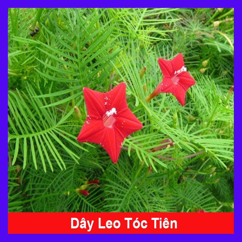 Hoa Tóc Tiên - cây cảnh sân vườn - cây leo hàng rào - cây cảnh đẹp - HKPQ