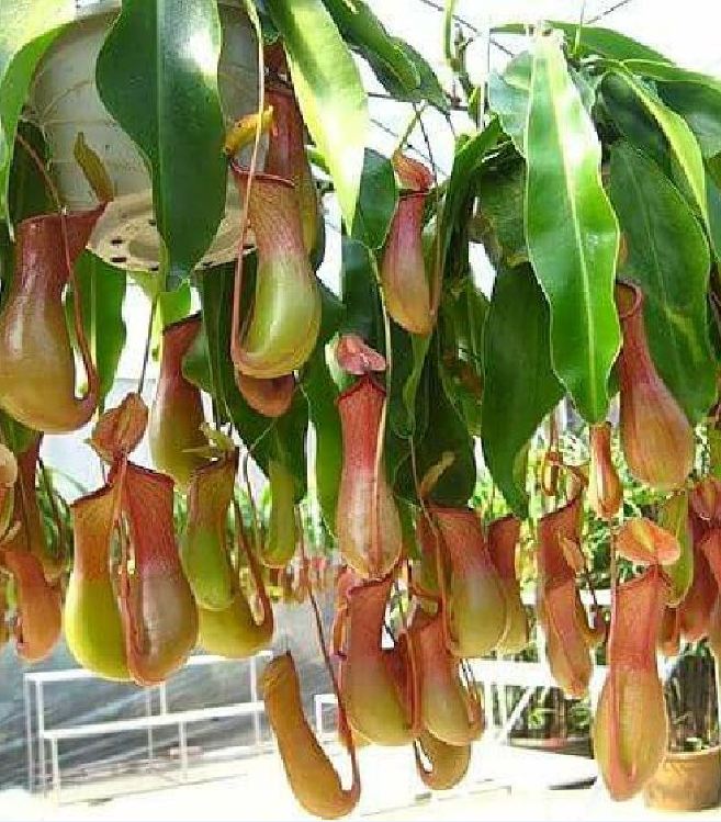 Hạt giống cây bắt mồi nắp ấm - 10 hạt/gói ( Kèm 3 viên nén sơ dùa ươm hạt )