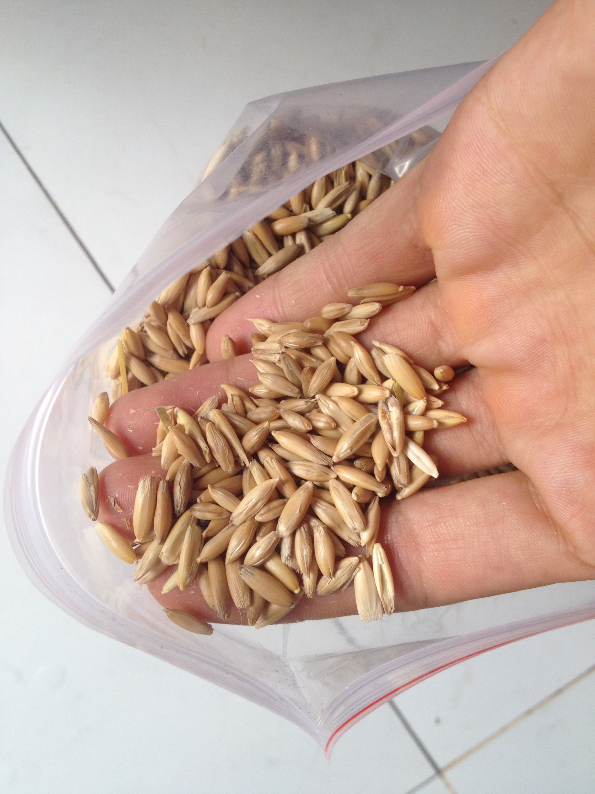 cỏ mèo 200g