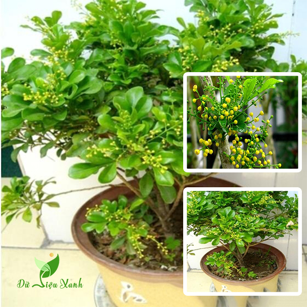 Cây ngâu vàng, hoa vàng chi chít, tạo dáng hình tháp, chậu lớn + Tặng phân trùn quế (Tặng kèm 3 cây chè xanh)