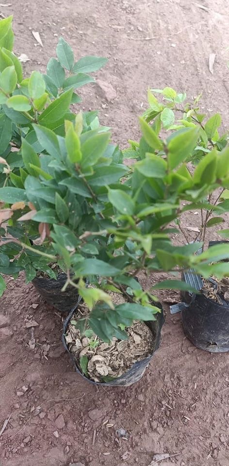 Cây giống nho thân gỗ