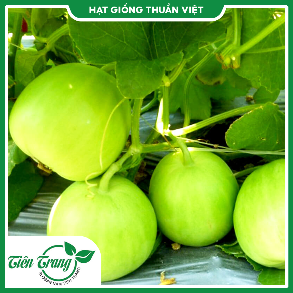 Hạt giống Dưa Lê TN - 75