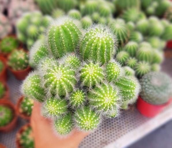 Xương Rồng Bụi Khế