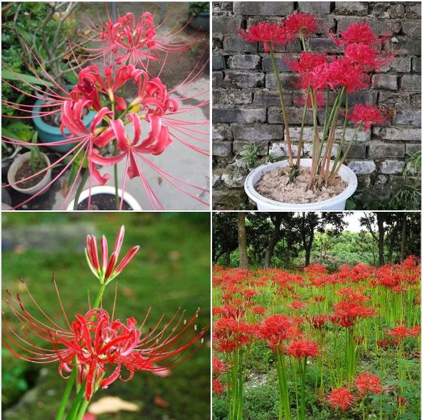 Combo 3 củ giống hoa bỉ ngạn hoa màu đỏ (kèm 3 viên nén kích ươm củ nhanh nảy mầm )