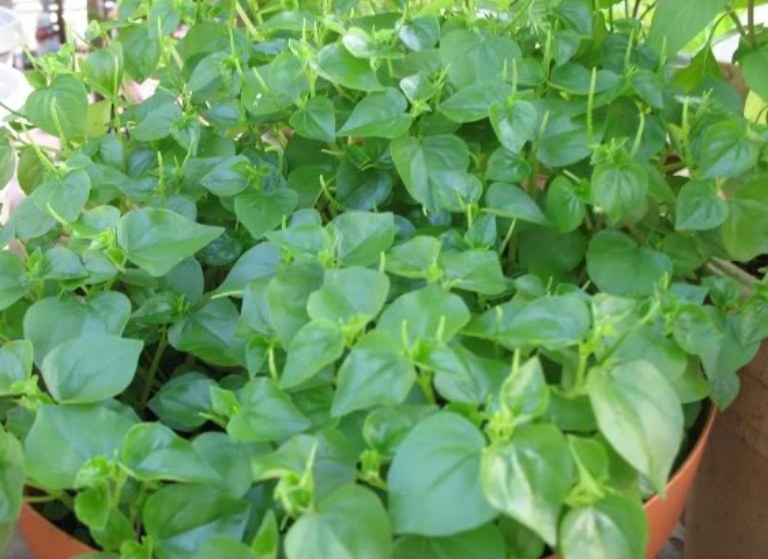 Hạt giống rau càng cua gói 0,5 gram