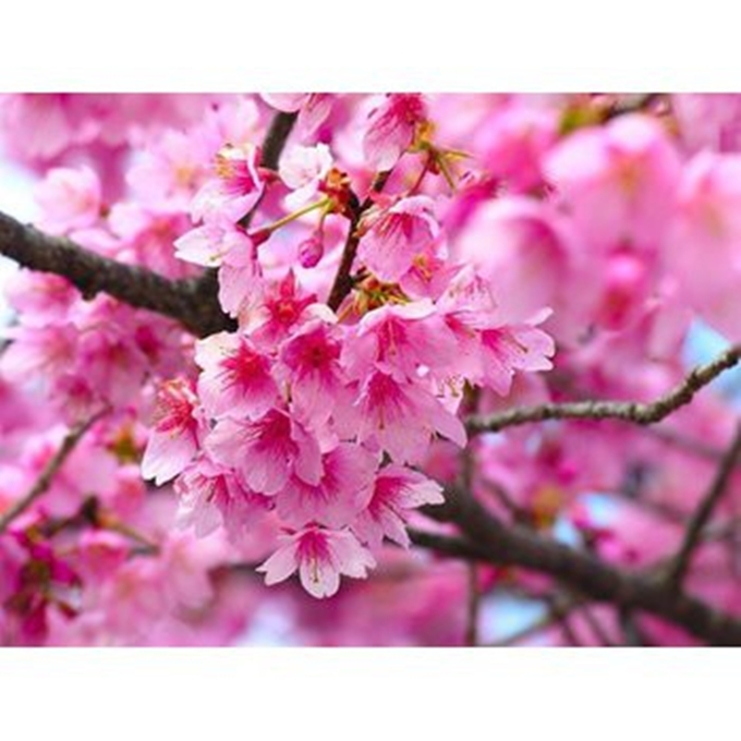 Hạt giống hoa Anh đào