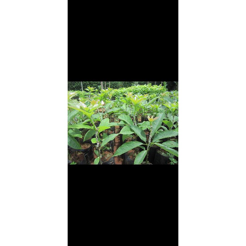 cây giống bơ both 7 ( 3 NĂM CHO TRÁI )