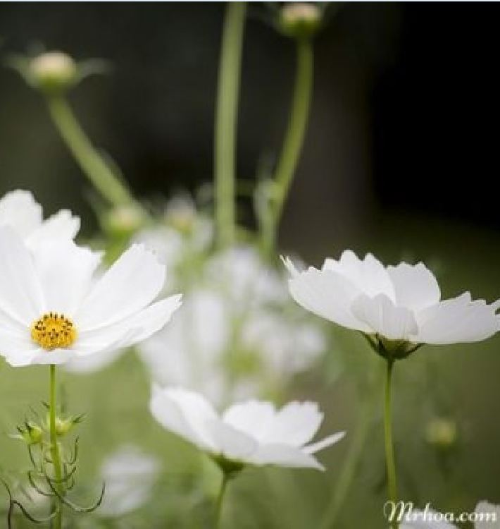 Hạt giống hoa cúc sao nháy hoa màu trắng - 1 gói 100 hạt