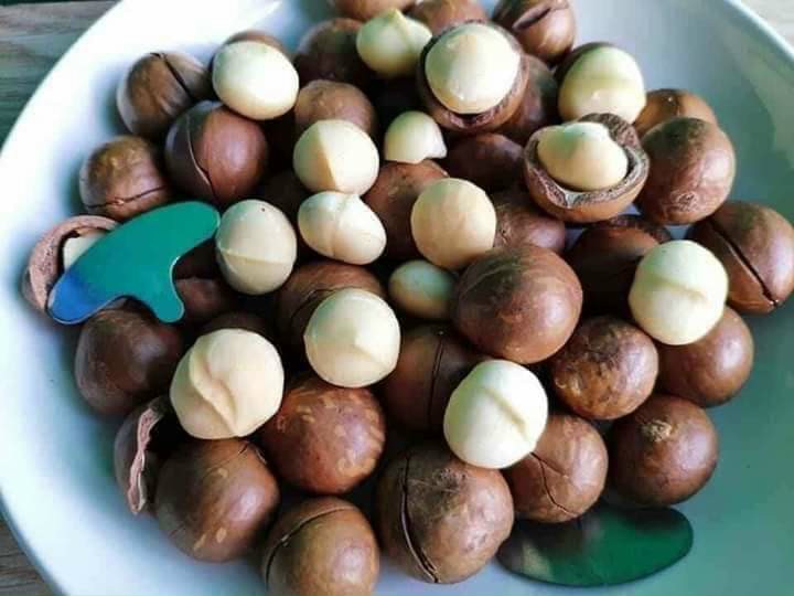 Hạt macca TÂY NGUYÊN CAO CẤP 500G--DATE LUÔN MỚI