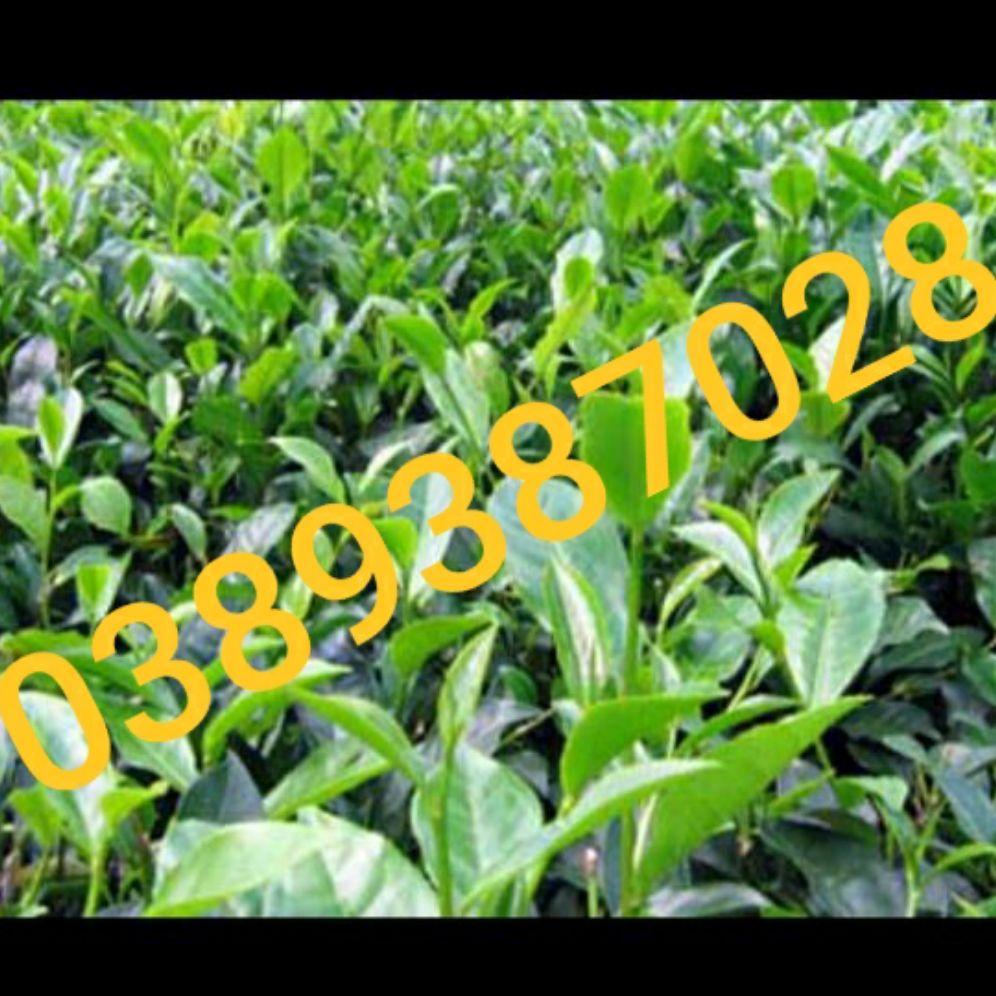 lá chè xanh,tươi,sạch trồng hàng rào,1 5kg