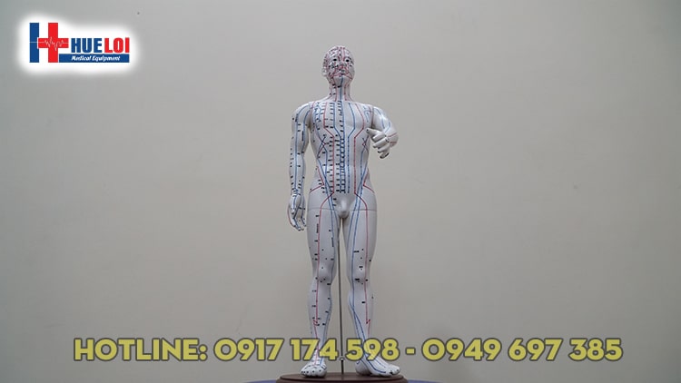 [HCM]Mô hình huyệt vị người nam
