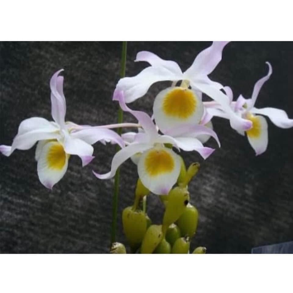 Hoa Lan  chuỗi ngọc(1 bó)