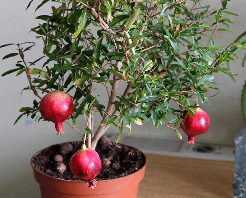 Hạt giống Lựu lùn