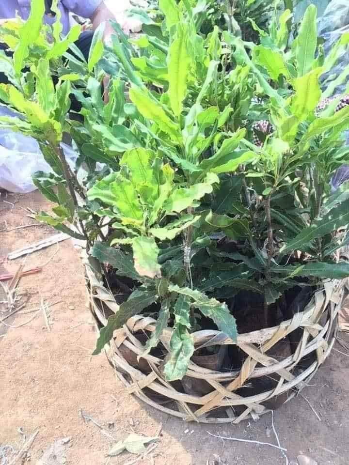 CÂY GIỐNG CÂY MẮC CA , CAM KẾT GIỐNG CHUẨN F1