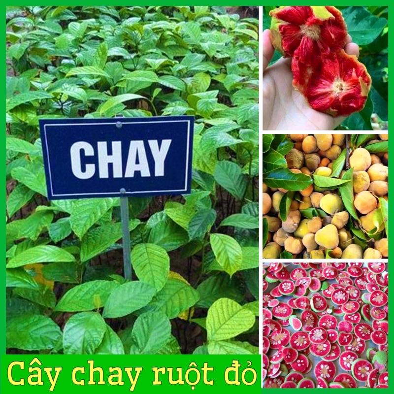 Giống cây chay ruột đỏ