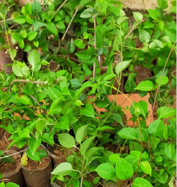 Hạt giống cây lá giang - Gói 10 hạt