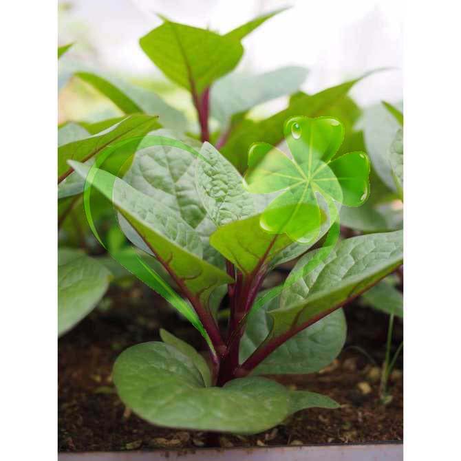Hạt giống mồng tơi đỏ - gói 1 gram