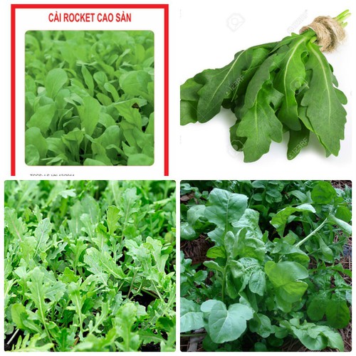 "Gói 1gram ( 500 Hạt) " Hạt giống rau cải rocket cao sản