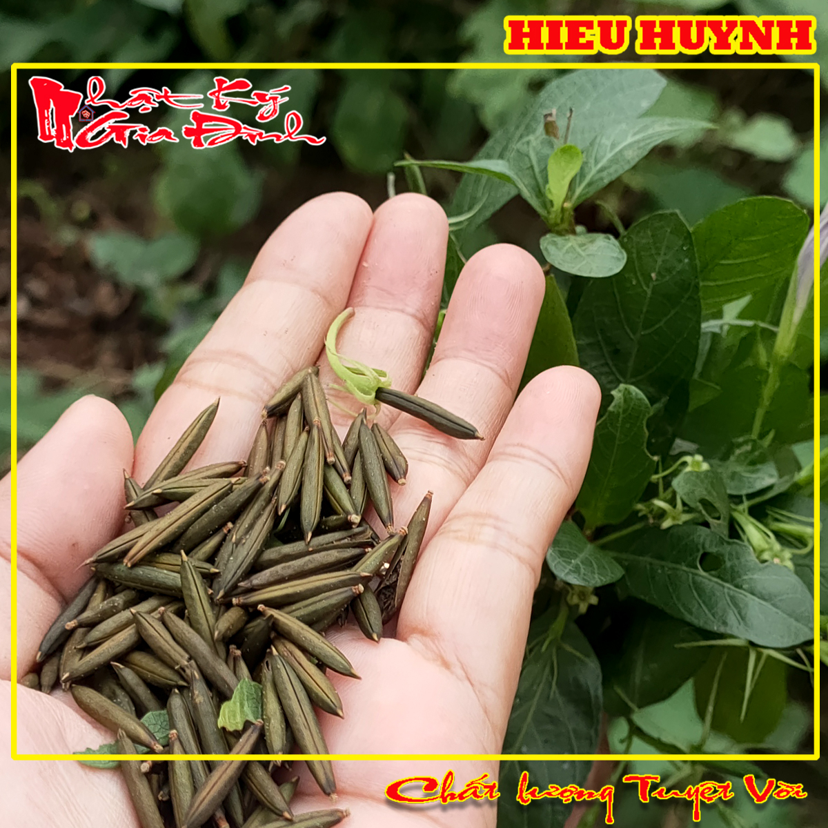 Hạt Giống 30 Trái Sâm Đất trái củ tanh tách tuổi thơ (Cây Sâm Đất)