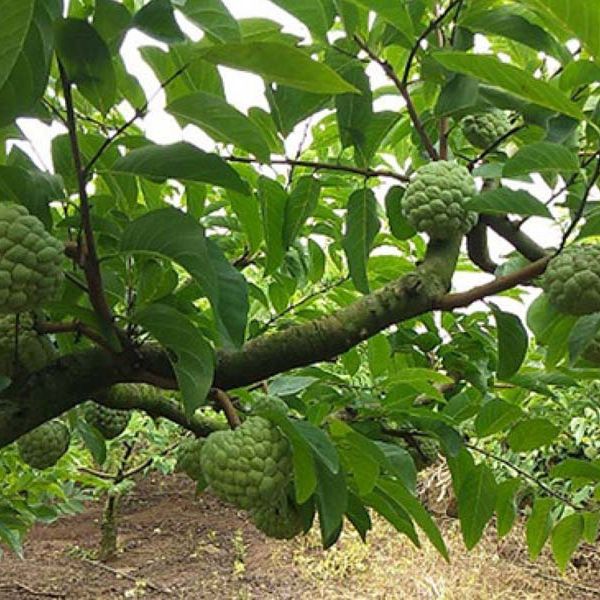 200gram hạt giống cây Na