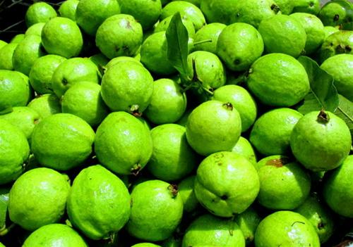 Cây ổi bốn mùa ghép, cây giống chuẩn, quả giòn, ngọt