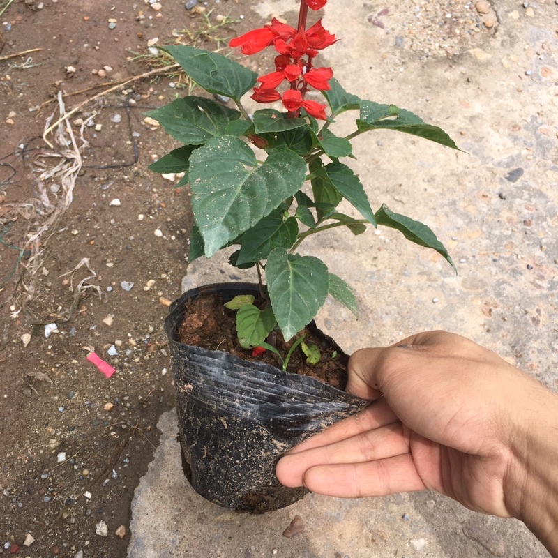 Cây Hoa Xác Pháo Đỏ Trồng Sẵn Đã Có Nụ Và Hoa