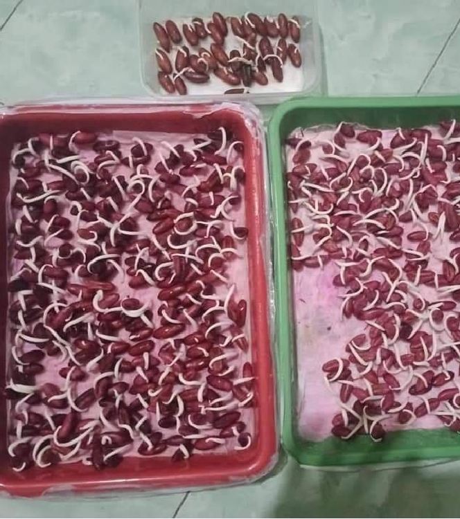 "Gói 10 "Hạt giống cây chà là Israel [Seeds]