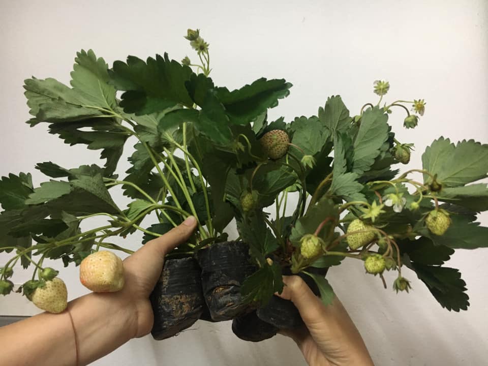 (RẺ VÔ ĐỊCH)Combo 5 dâu tây đang quả đẹp