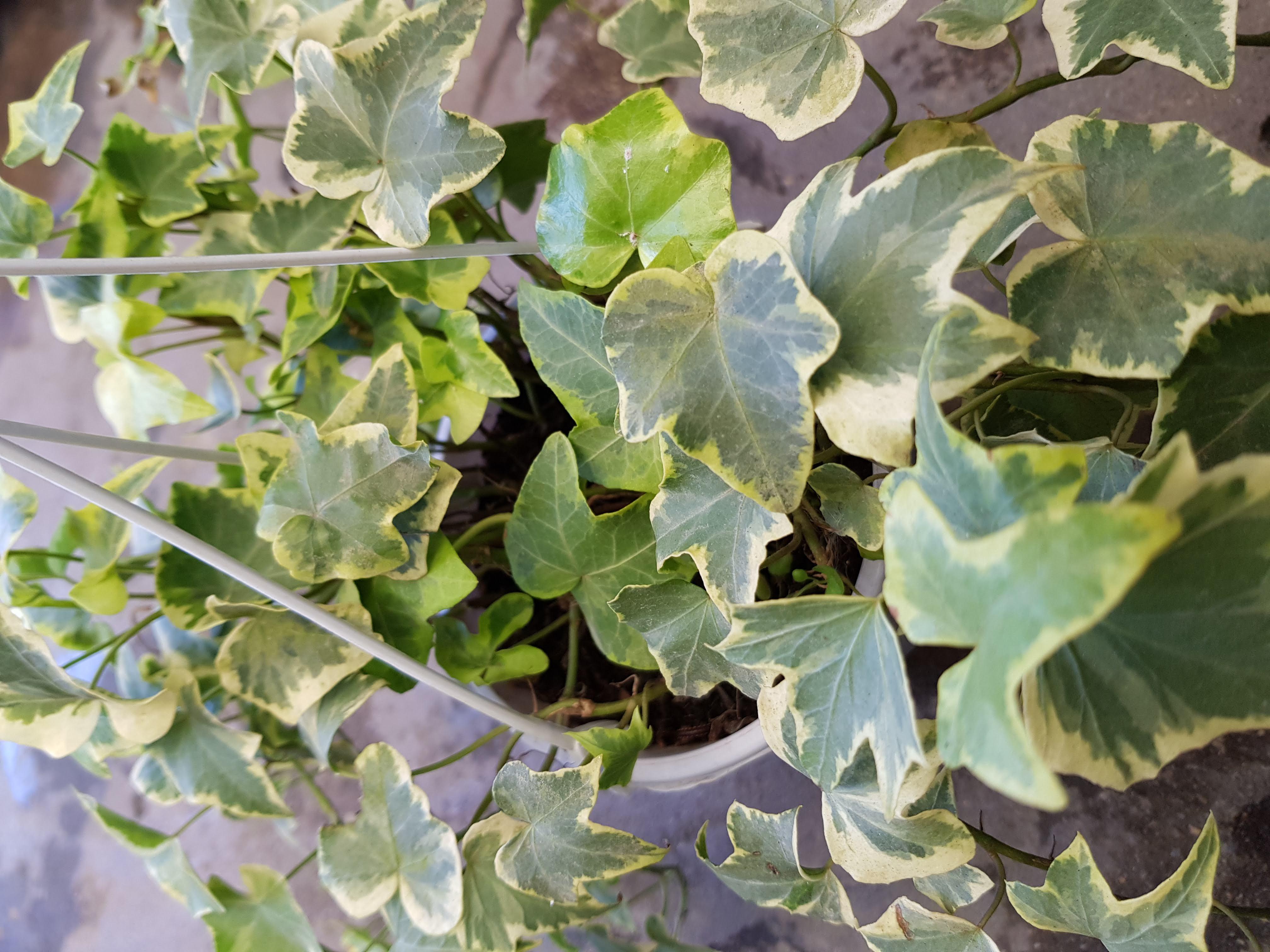 Dây Thường Xuân - Chậu Cây Cảnh