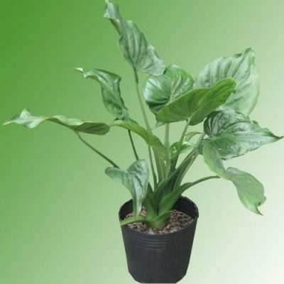 Cây Môn Thanh Tâm - Cây cảnh mini