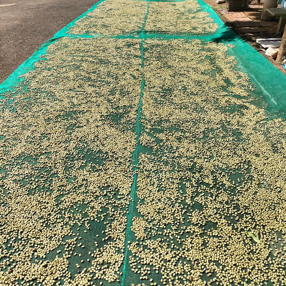 1kg HẠT CÀ PHÊ GIỐNG LÁ XOÀI