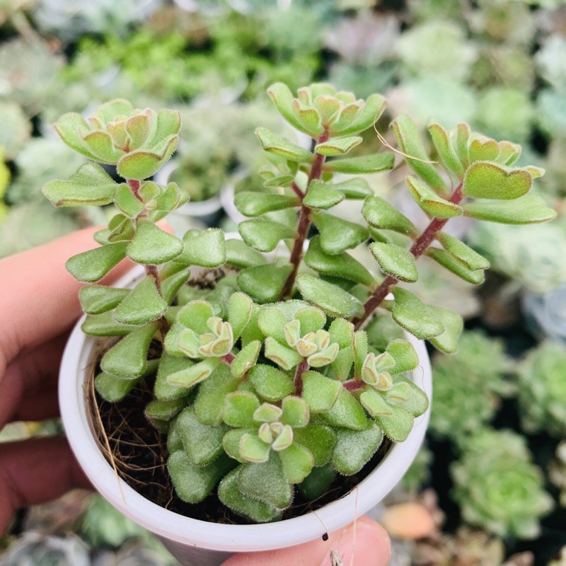 SEN ĐÁ SENDUM HOA HỒNG PHÁP SIZE BÉ LỖI 1 ĐỔI 1
