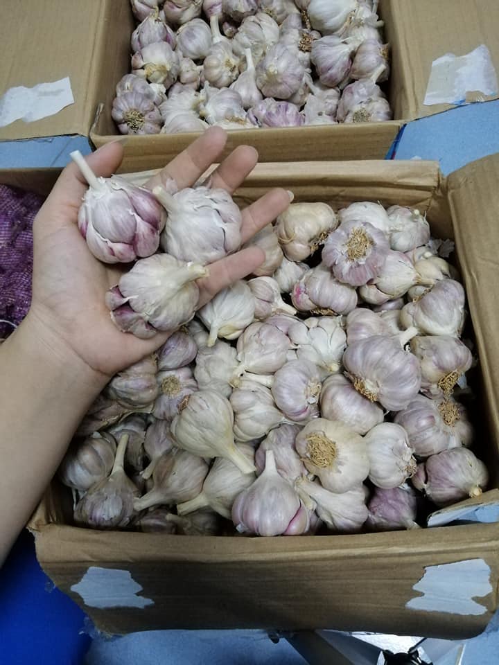 Tỏi bắc 0.5kg loại ngon