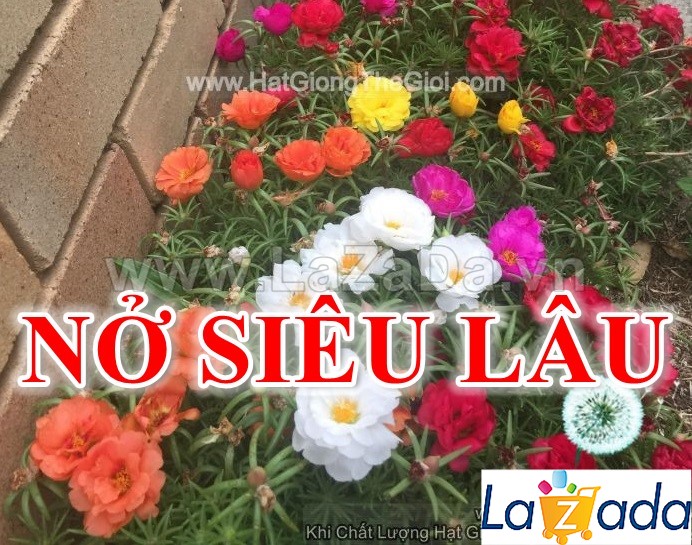 200h Hạt Giống Hoa Mười Giờ Mỹ Kép Nở Siêu Lâu Mix (C3.303| -KD: B9*V23*M233)