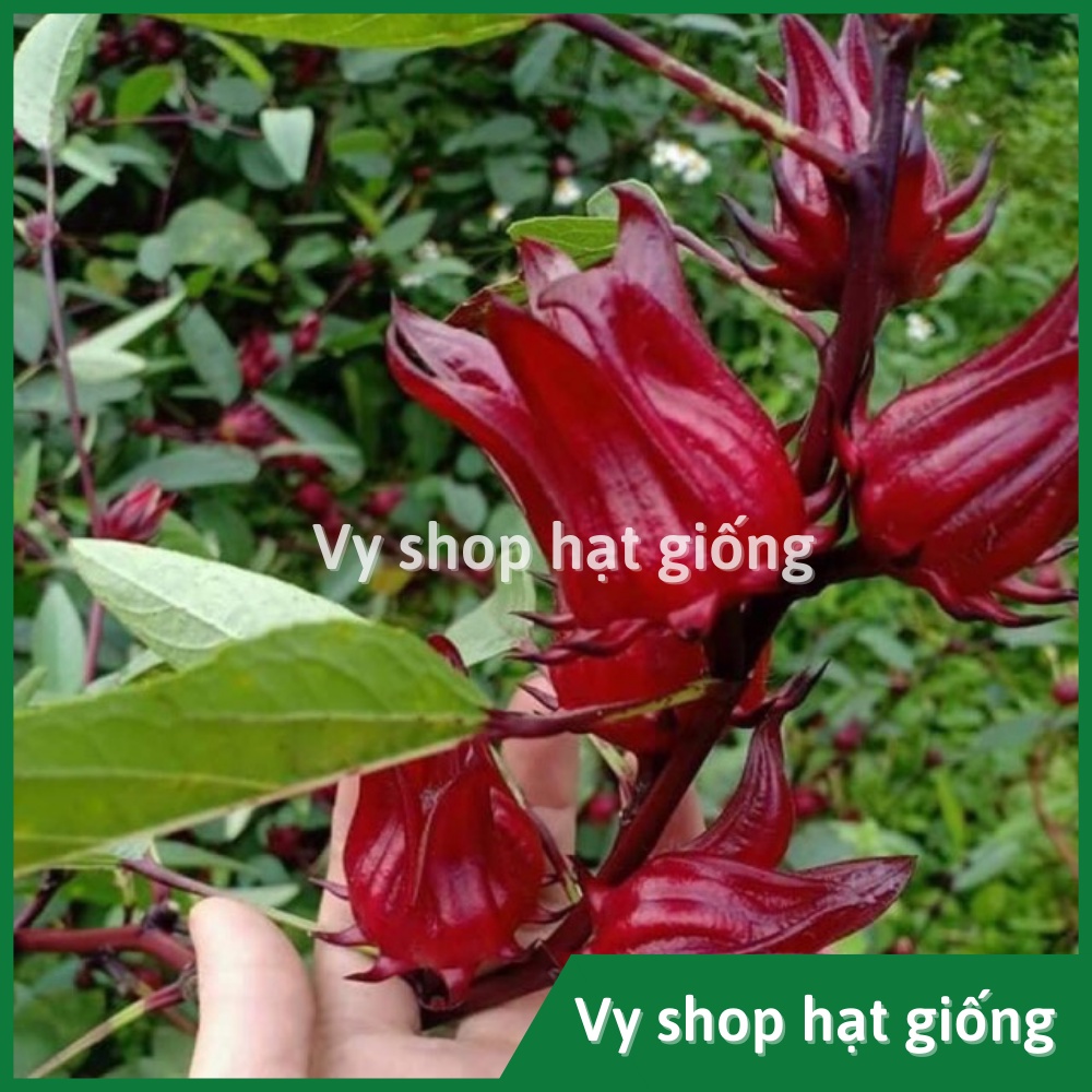 Hạt giống bụp giấm (atiso đỏ) gói 230 hạt