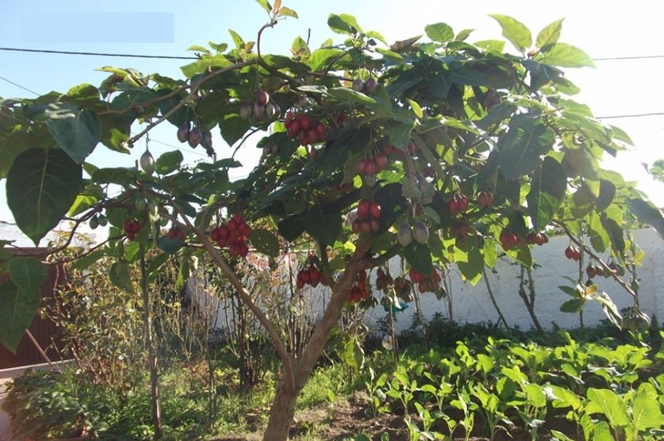 "Gói 10 Hạt " Hạt giống cà chua thân gỗ tamarillo