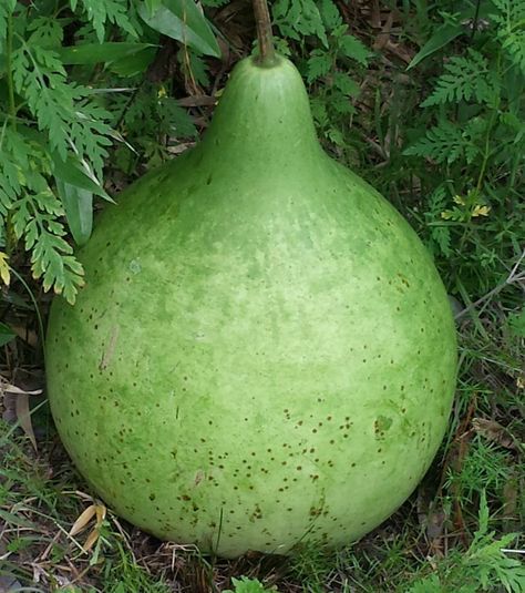 10 hạt - Hạt giống bầu gáo yuqi Đài Loan