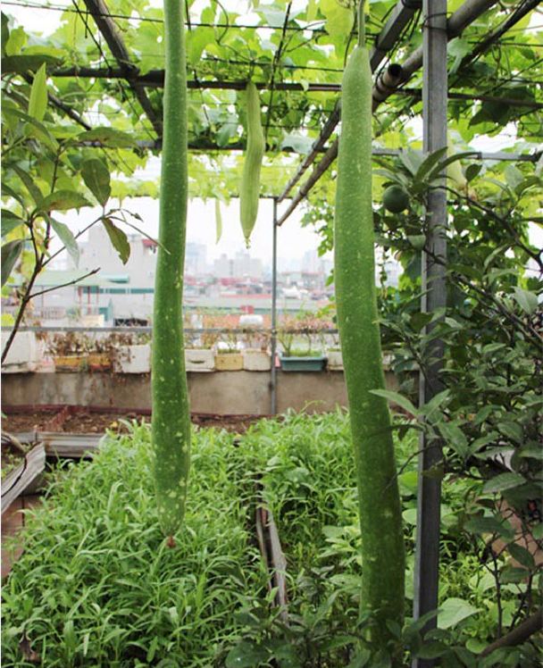 Hạt giống bầu sao quê dài - 1 gói 10 hạt
