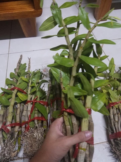 Lan rừng báo hỷ