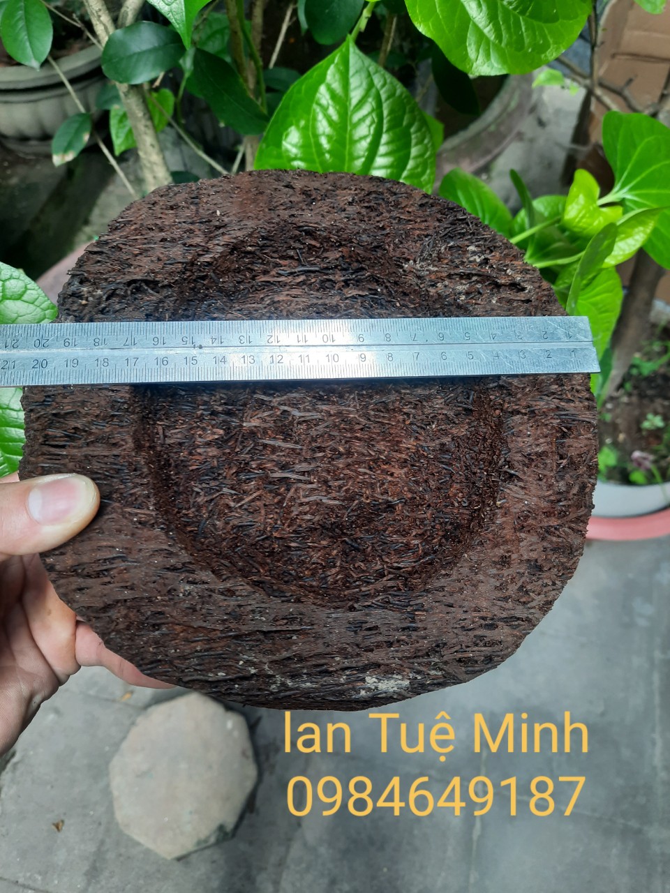 Chậu dớn trồng lan (dớn đĩa) giữ ẩm cho lan