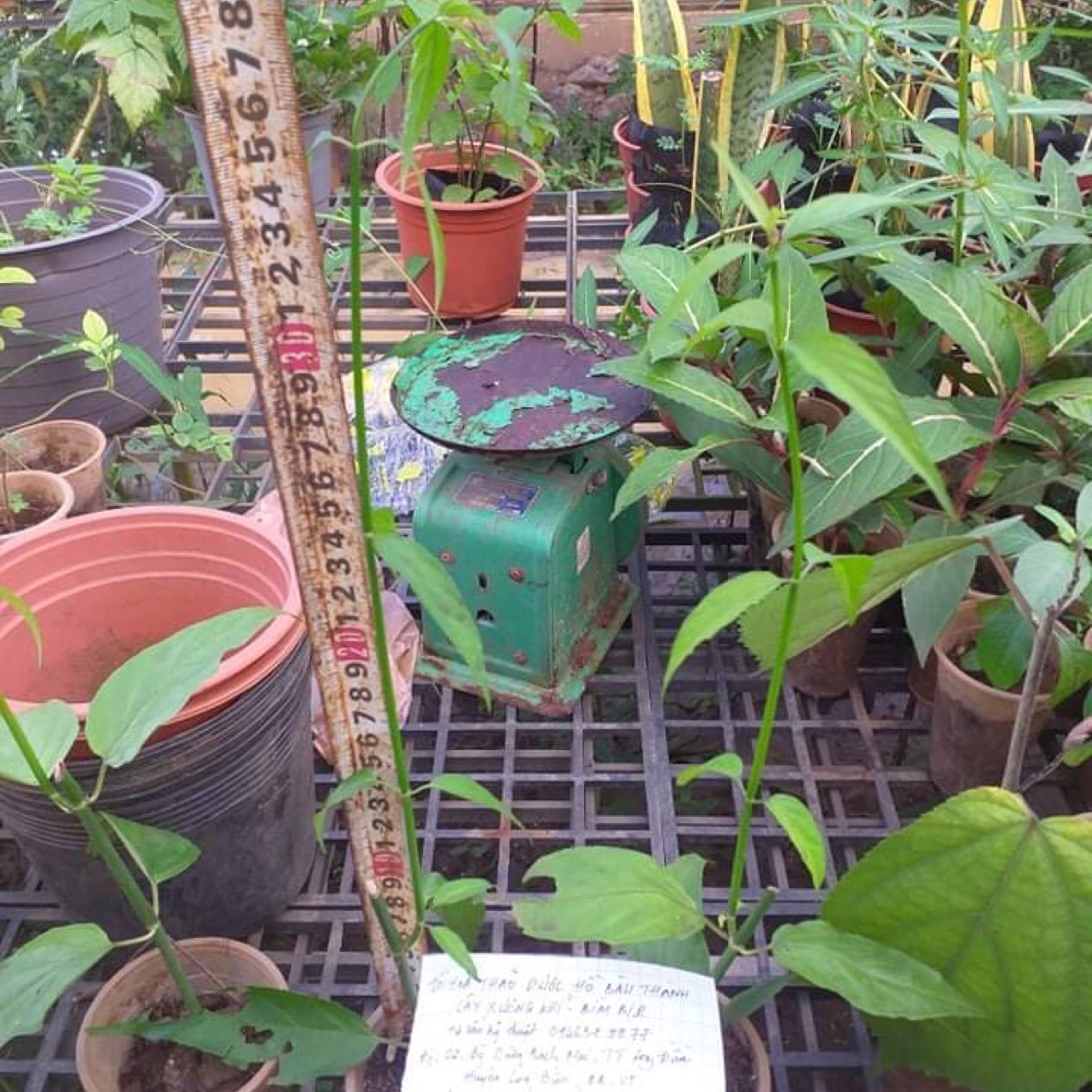 Cây xương khỉ